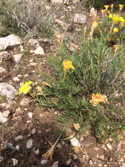 Oenothera lavandulifolia