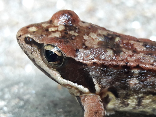 Iberian Frog