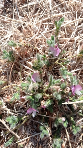 small restharrow