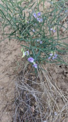 Lathyrus graminifolius