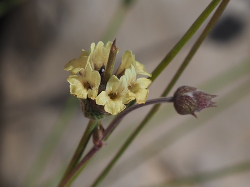 Sideritis libanotica, 2026-07-22