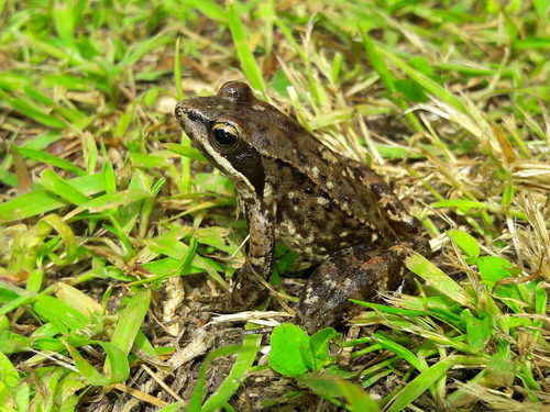 Iberian Frog