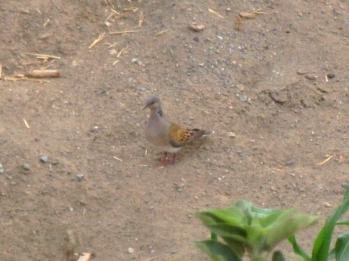 European Turtle-Dove