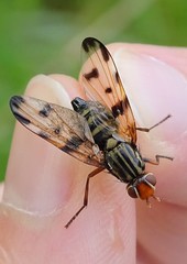 Otites porcus