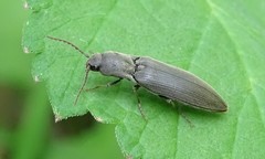 Agriotes pilosellus