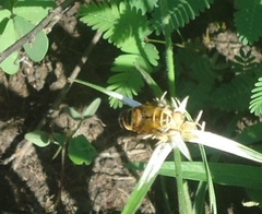Palpada