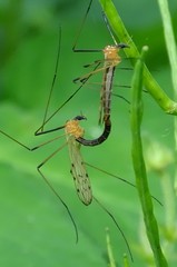 Limonia nigropunctata