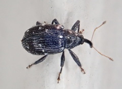 Anthonomus eugenii