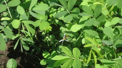 Palpada