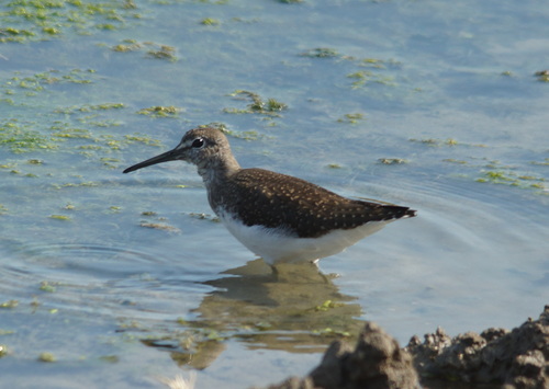 Andarríos grande (Tringa ochropus)