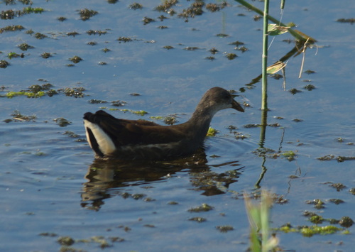 Gallineta común (Gallinula chloropus)