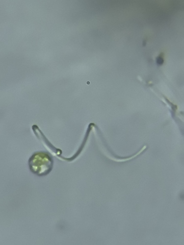 Spirulina observed 2026-08-06