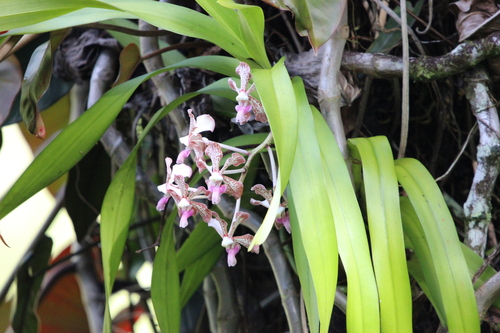 Vanda tricolor, 2026-03-09