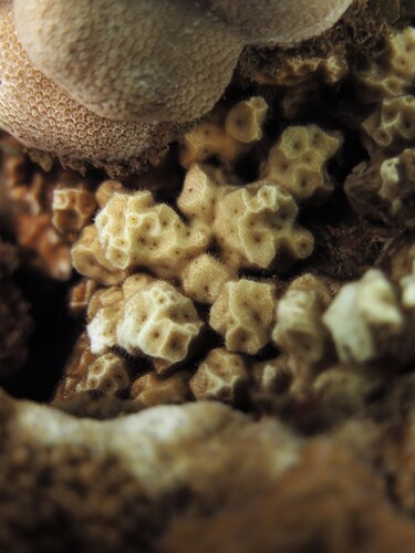 Psammocora profundacella observed 2026-08-04