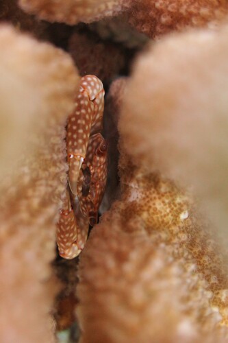 Trapezia flavopunctata observed 2026-08-04
