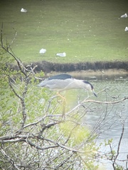 Nycticorax nycticorax