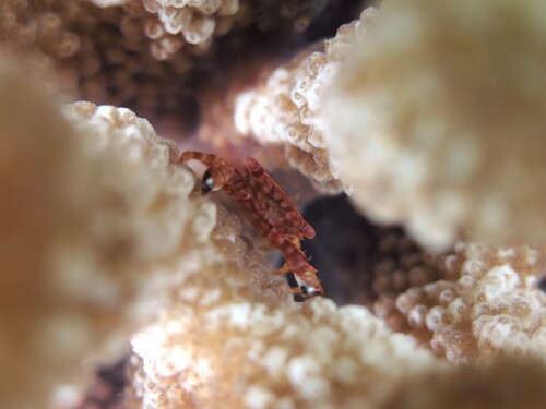Trapezia flavopunctata observed 2026-07-29