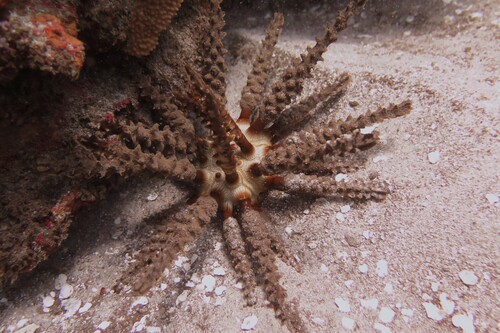 Chondrocidaris gigantea observed 2026-07-29
