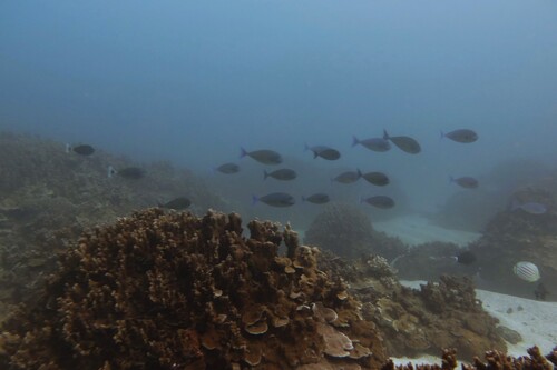 Naso hexacanthus, 2026-07-29