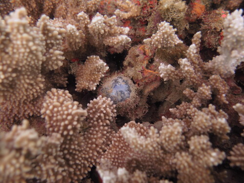 Valonia ventricosa observed 2026-07-29