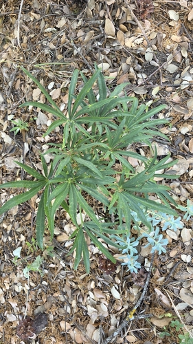 Helleborus foetidus