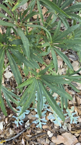 Helleborus foetidus