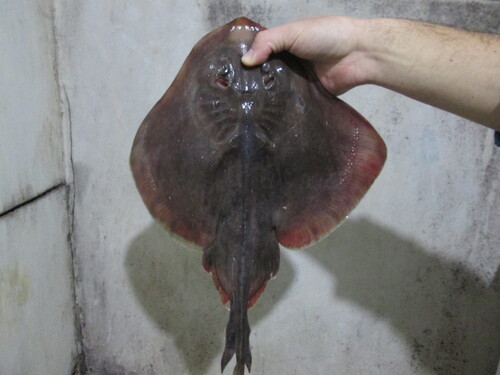 Kleinstekelzandrog (Psammobatis rudis) — Arhynchobatidae — 2
