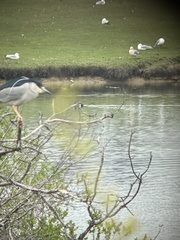 Nycticorax nycticorax