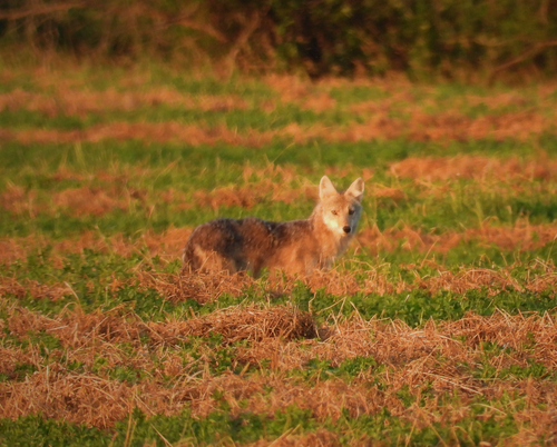 Coyote