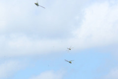 Anax junius