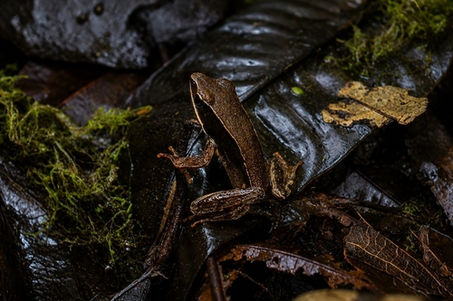 Brilliant Forest Frog
