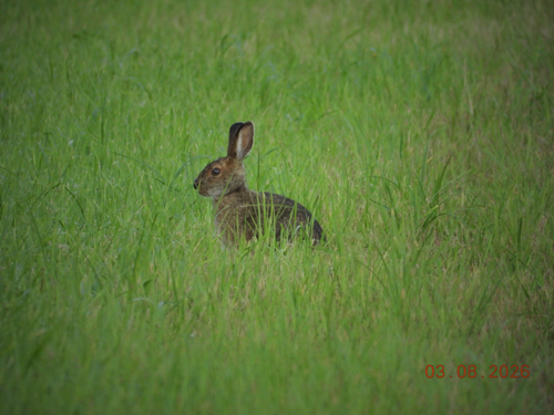 Snowshoe Hare