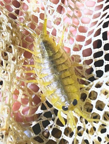 Wharf Louse photo 6
