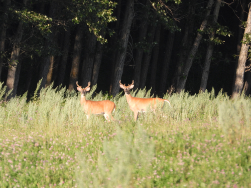 White-tailed Deer