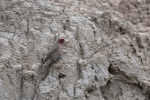 Pale Rosefinch