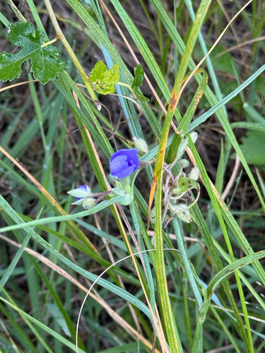 Western Spiderwort