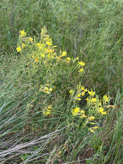 author not stated, no rights reserved Oenothera rhombipetala, photograph author not stated, no rights reserved