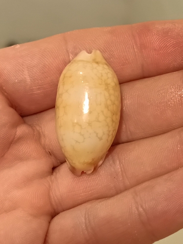 Cypraea scurra observed 2026-08-06