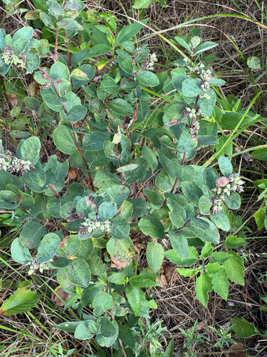 Western Snowberry