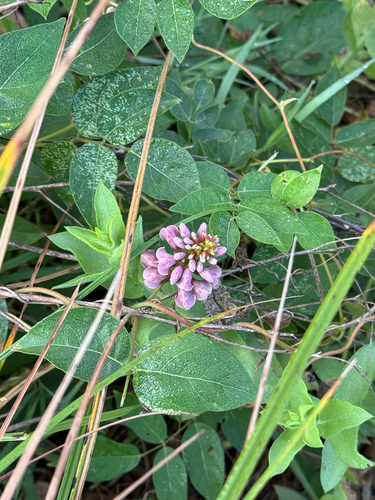 American groundnut