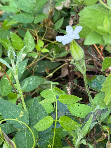 white campion