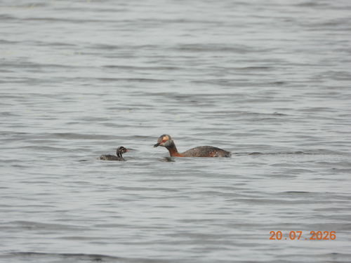 Horned Grebe