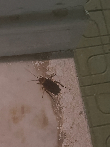 American Cockroach