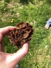 Helvella acetabulum