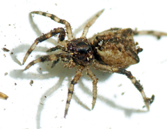 Janula bicornis