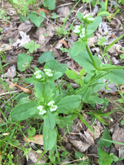 Valerianella radiata