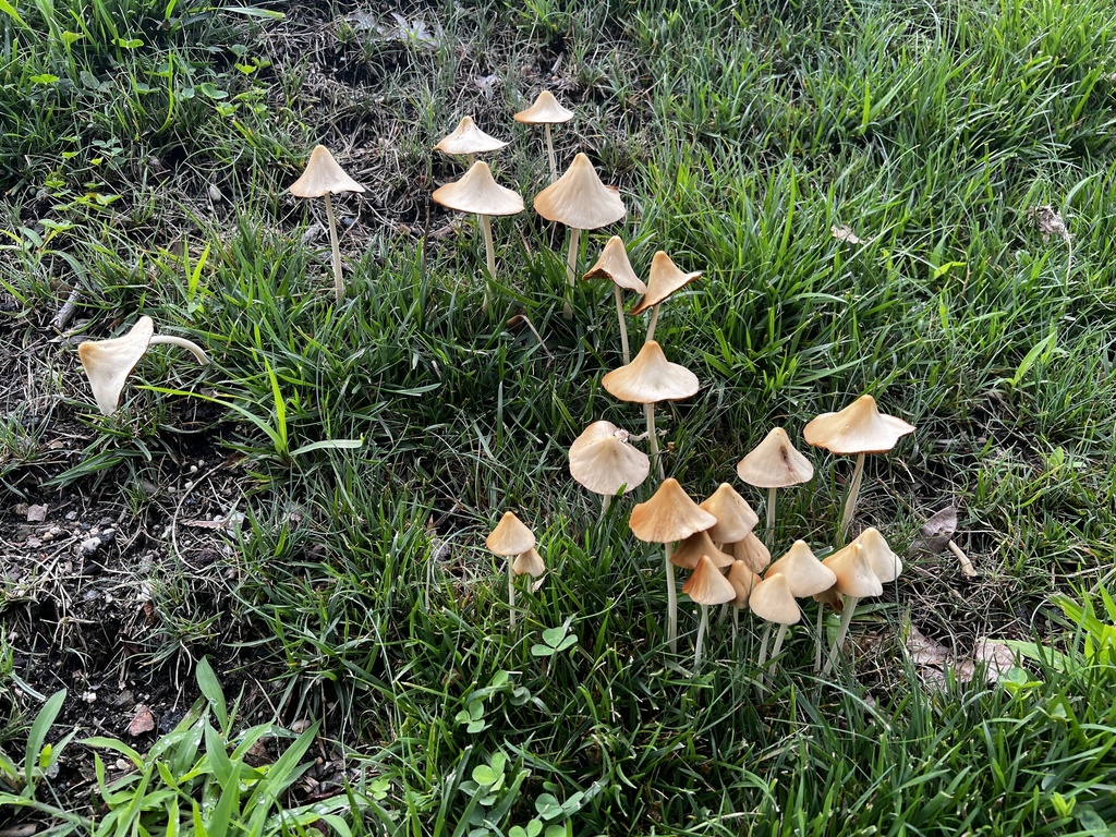 milky conecap · August 2026 · photo: Photo: no rights reserved · iNaturalist