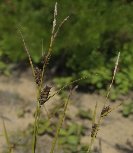 Carex houghtoniana, 2026-08-06