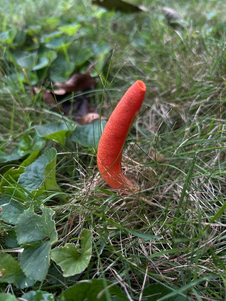 devil's dipstick · August 2026 · photo: Photo: no rights reserved · iNaturalist