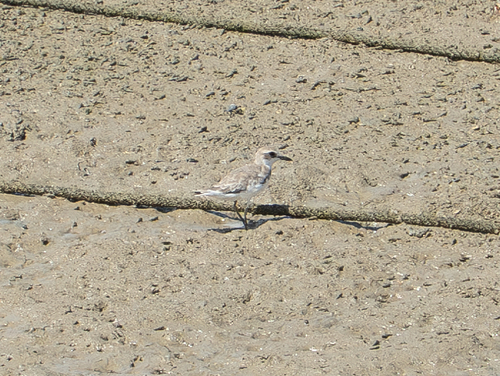 Greater Sand-Plover